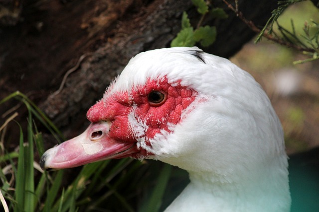 面临巨大挑 面临巨大挑